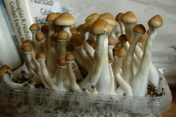 Psilocybin or Magic Mushroom Retreats: What to Expect?